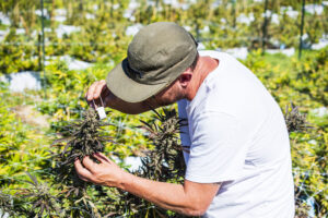 Co-founder, Nate Ferguson, examines cannabis flower at the farm.