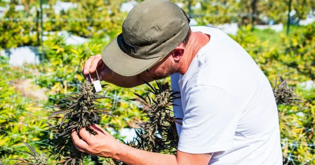 Nate Furgeson, co-founder of Jetty Extracts, inspects a cannabis plant trichomes grown to make the best infused pre-rolls. in a very green field of sun grown cannabis.