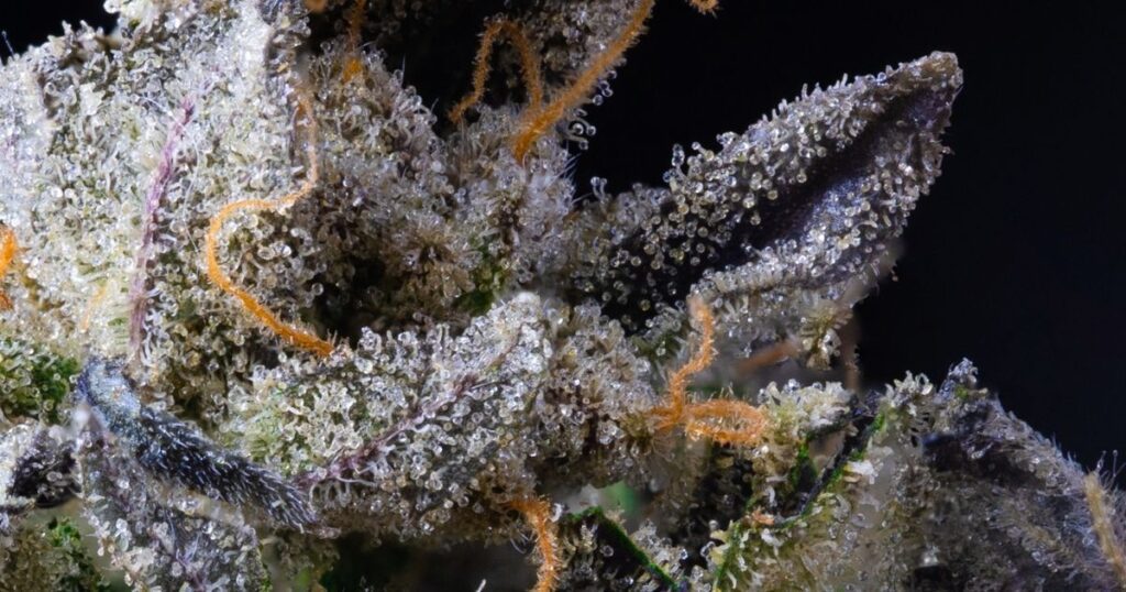 Close up up a frosty trichome filled cannabis flower ready to be made into Live resin or live rosin.