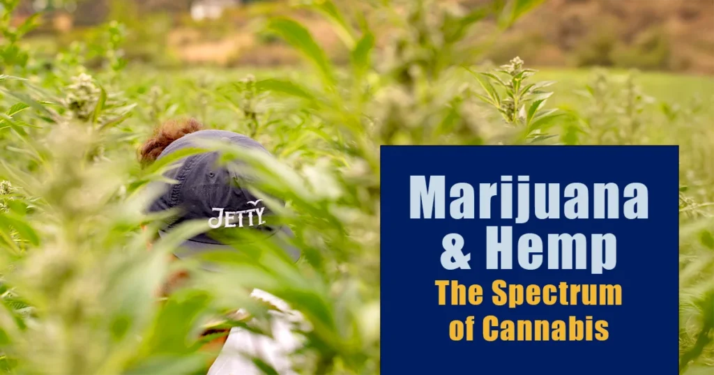 Person wearing a Jetty hat walking through a lush field of Tropicana Cookies cannabis plants, with the headline “Marijuana & Hemp: The Spectrum of Cannabis.”