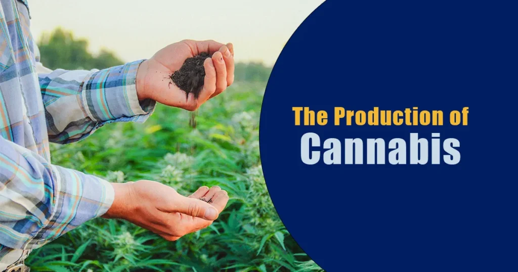 Hands holding soil above a lush cannabis field, illustrating cultivation and growth, alongside the text “The Production of Cannabis.”