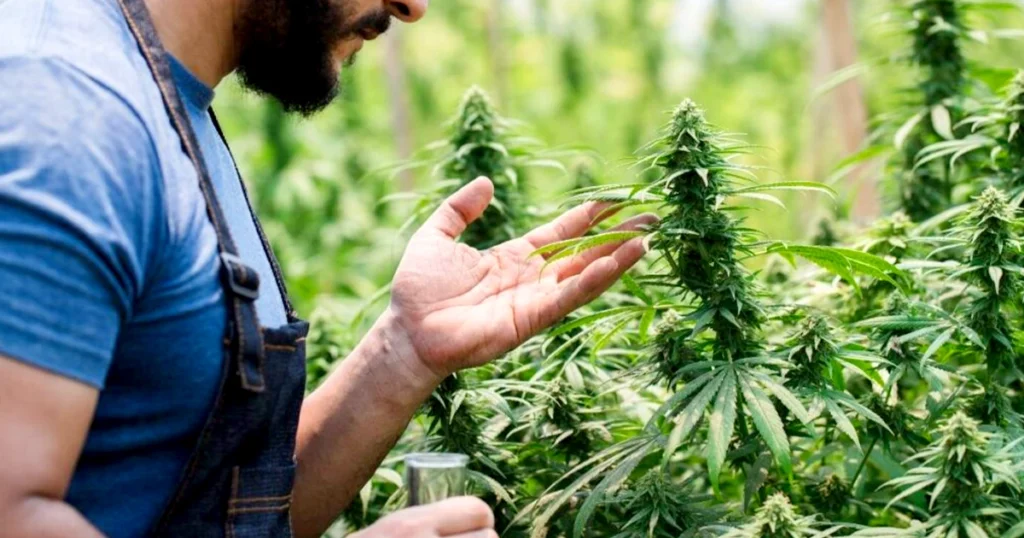 Person inspecting mature cannabis plants in an outdoor cultivation farm, surrounded by tall, green marijuana buds under natural sunlight.
