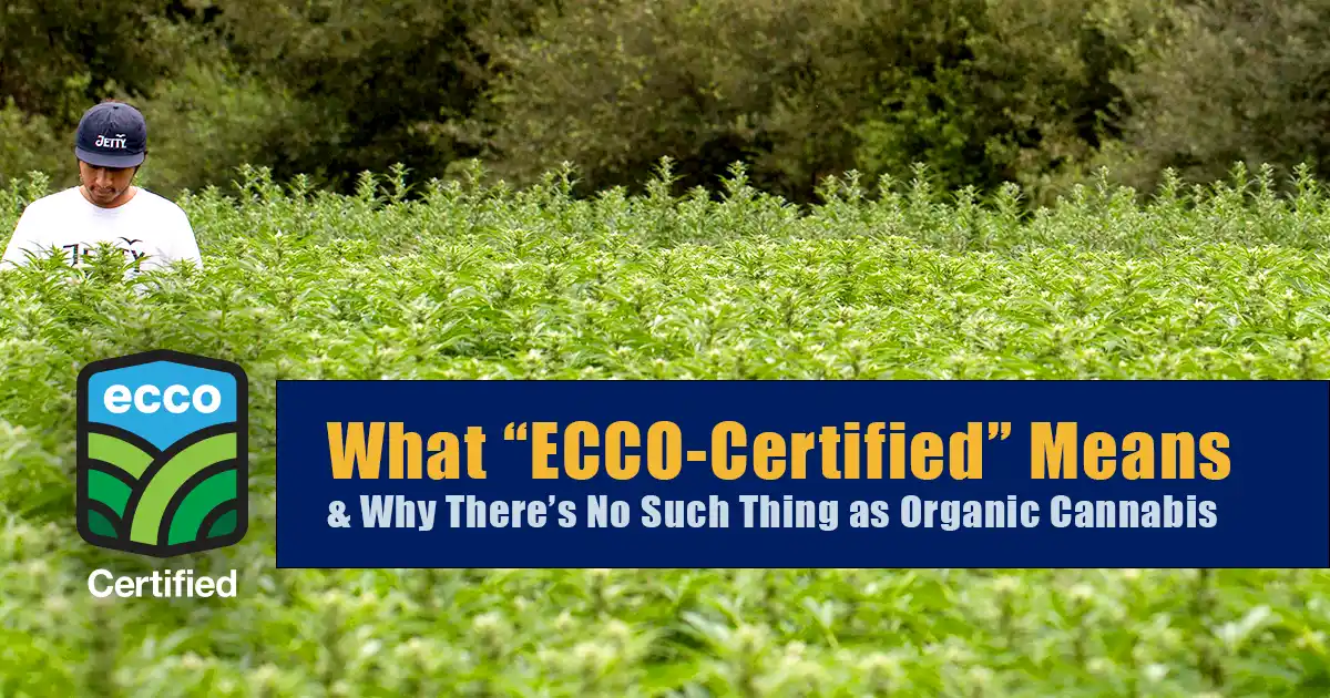 Worker standing in a cannabis cultivation field with the ECCO Certified shield logo and headline reading “What ‘ECCO-Certified’ Means & Why There’s No Such Thing as Organic Cannabis.”