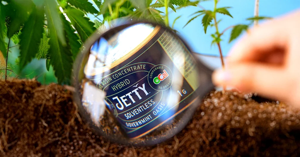 Close-up view of a Jetty Solventless Live Rosin Hybrid concentrate container labeled “Governmint Oasis” and “Comparable to Organic OCal,” seen through a magnifying glass in front of young cannabis plants growing in soil.